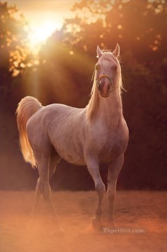 caballo en puesta de sol realista de la foto Pinturas al óleo